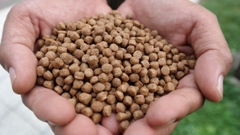 Global Fish Feed Market: Trends, Growth & Future Outlook