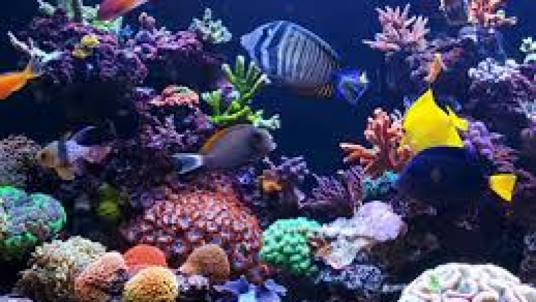 How to Find the Best Fish Tank Sale: A Guide for Smart Aquarists