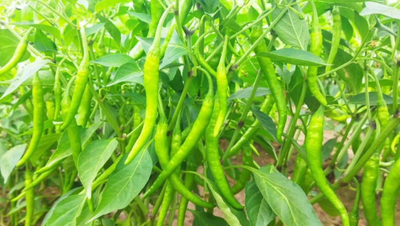 Organic Fertilizers: A Natural Approach To Boosting Its Crop Growth
