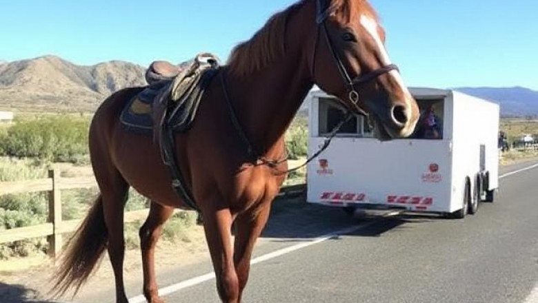 Reliable and Safe Local Horse Transport in California