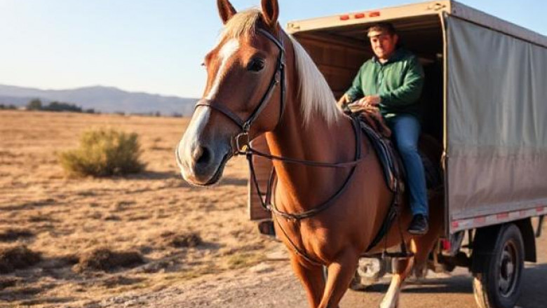 Reliable Horse Transport California: Safe, Professional &amp; Stress-Free Travel