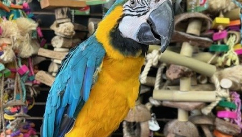Stunning Macaws for Sale – Blue &amp; Gold Beauty