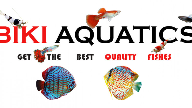 Why Biki Aquatics is the Best Choice for Exotic Fish Lovers