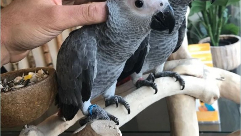 African Grey Parrots for Sale – Excellent Talkers