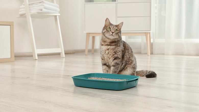 Cat Litter Market Expansion in Europe: Sustainability and Eco-Friendly Focus