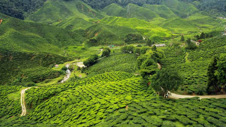 Discover Northeast with Assam Meghalaya Tour Packages