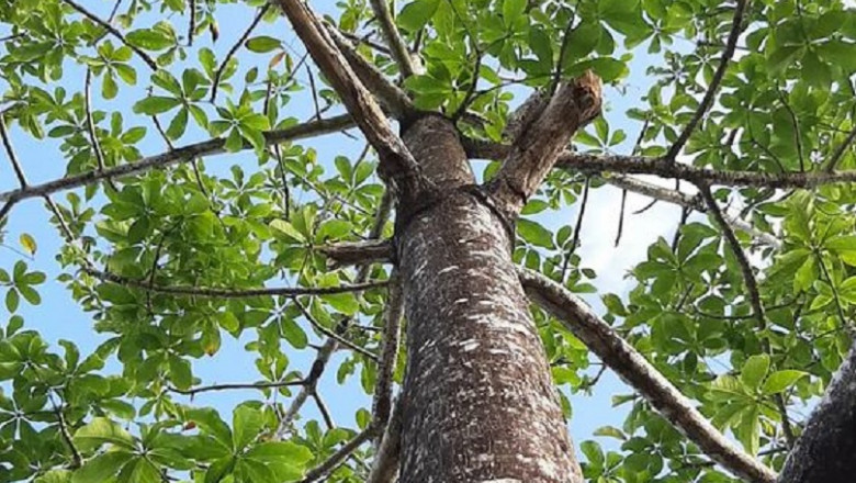 Nachhaltige Holzversorgung mit Paulownia: Die Zukunft mit ecoTrees AG