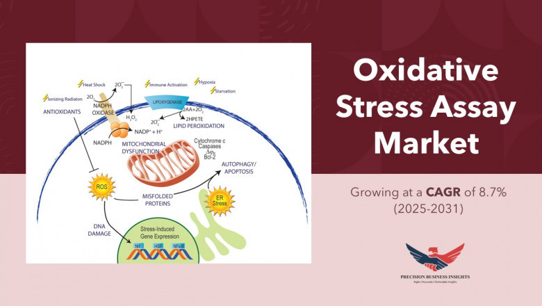 Oxidative Stress Assay Market Size, Share, Demand, Report 2031
