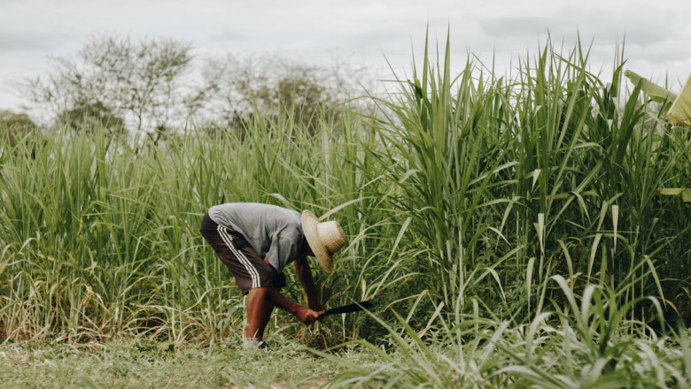 Sugarcane Farming in Uttar Pradesh: Growth, Practices, and Opportunities