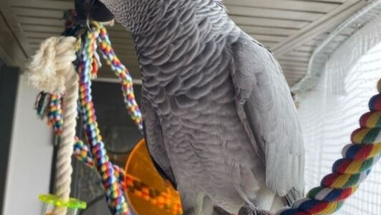 Talking African Greys for Sale – Healthy &amp; Tame