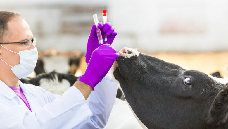 Veterinary Vaccines Market Boosted by Strategic Collaborations and Innovations by Leading Industry Players