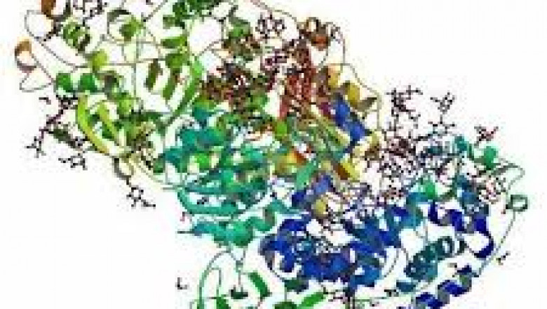 Lactase Market Accelerators: Key Forces Driving Enzyme Demand Worldwide