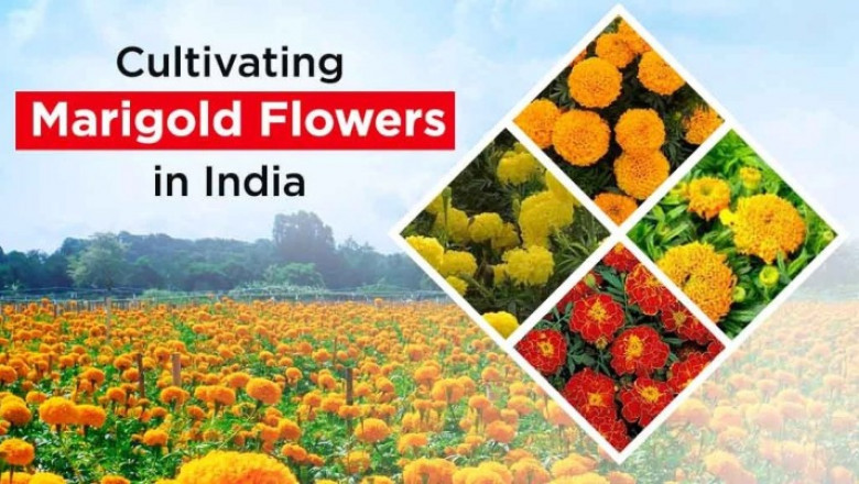 Overview of Marigold Cultivation in India