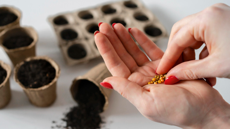 Transgenic Seeds Market 2025: Growth, Trends, and Future Outlook