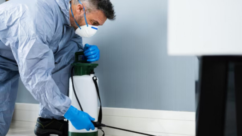 What Are the Benefits of Hiring Professional Lizard Pest Control Services?