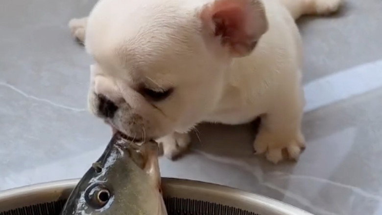 Can Dogs Eat Fish?