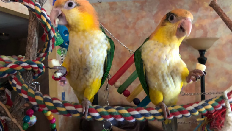 Discover the Best Pet Parrots: A Guide to Choosing the Perfect Feathered Friend