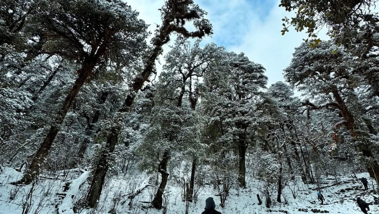 Explore Dayara Bugyal Trek – The Hidden Gem of Uttarakhand’s Meadows