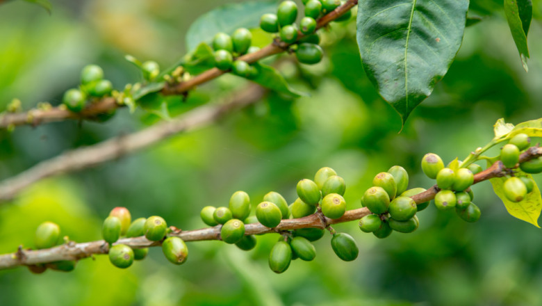 Green Coffee Market Size, Share, Growth Outlook, 2032
