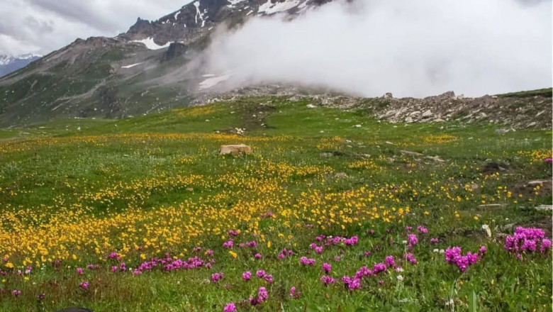How to Plan the Valley of Flowers Trek: Travel Tips, Cost And Full Itinerary