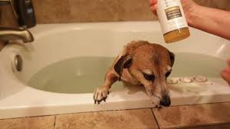 Non-Medicated Pet Shampoo Market Hindrances Slowing Global Growth and Innovation