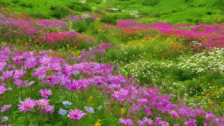 Valley of Flowers Trek – Discover Most Beautiful Hidden Valley in India
