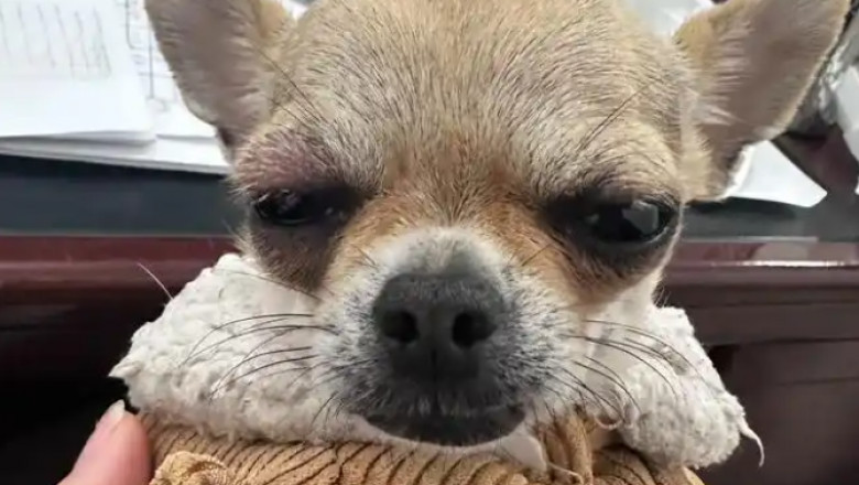 What Causes Hives in Dogs?
