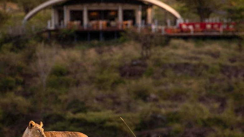 Why Choosing a Luxury Camp in Masai Mara Will Redefine Your Safari Experience