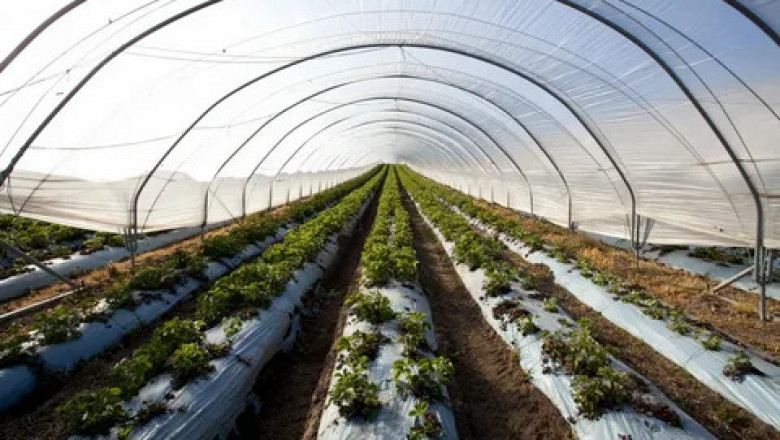 Greenhouse Soil Market to Surge Owing to AI-Driven Soil Sensors