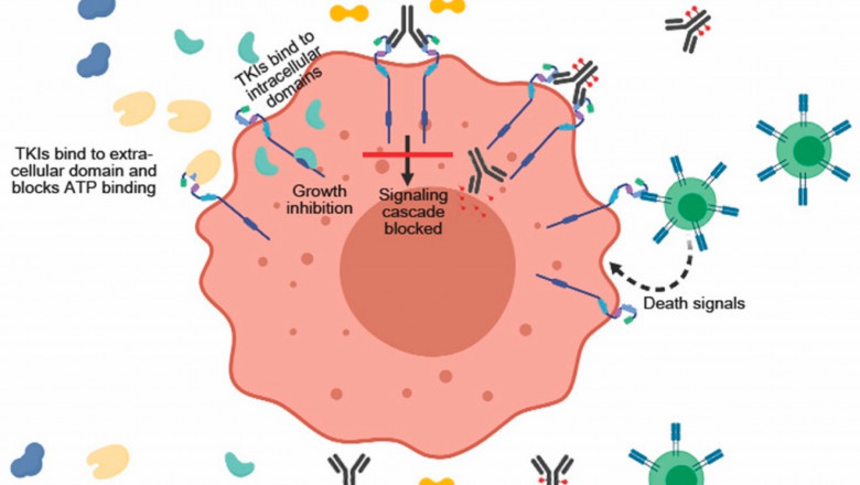 EGFR Mutations in Non-Small Cell Lung Cancer: Epidemiology and Market Trends