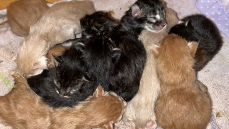 Maine Coon Kittens for Sale – Large &amp; Gentle