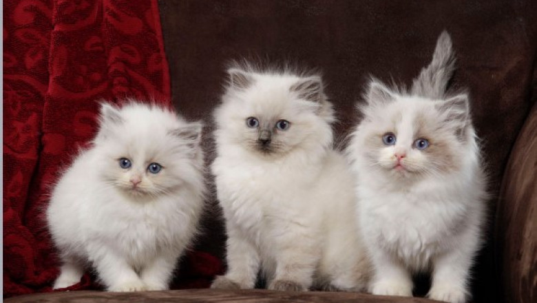 Playful Ragdoll Kittens – Available Now