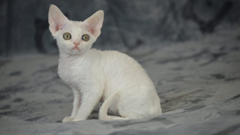 Sphynx &amp; Devon Rex Cats for Sale