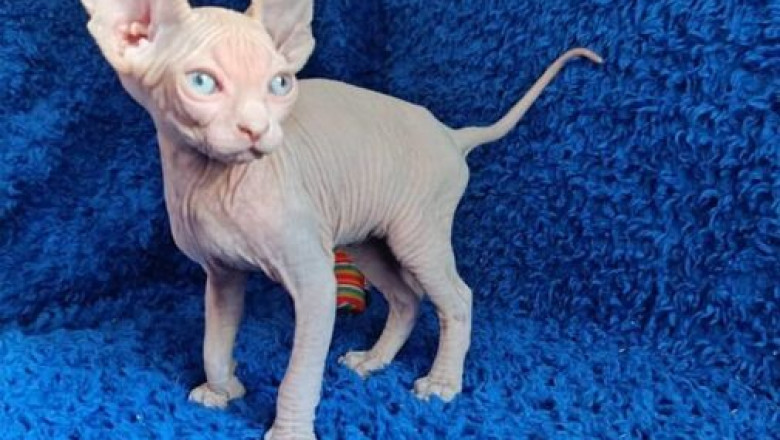 Sphynx & Devon Rex Kittens – Unique & Hypoallergenic