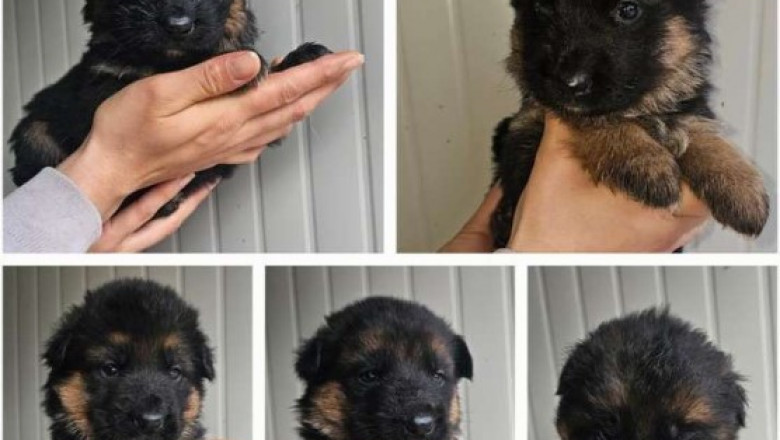Buy German Shepherds – Strong &amp; Trainable