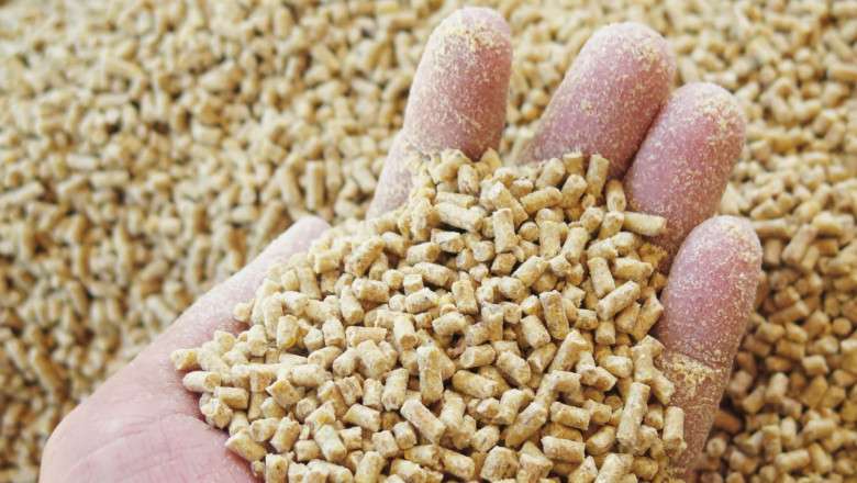Feed Enzymes Market: Comprehensive Intelligence on Trends, Drivers, Challenges, and Future Growth