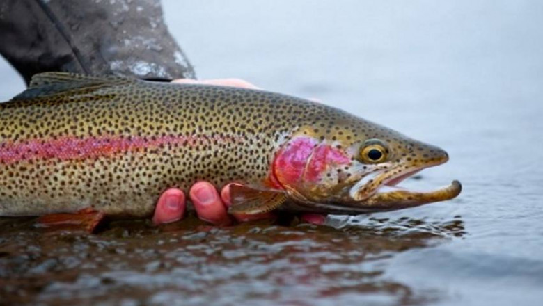 Rainbow Trout Market Benefits from Innovation in Farming Technologies and Supply Chain Developments