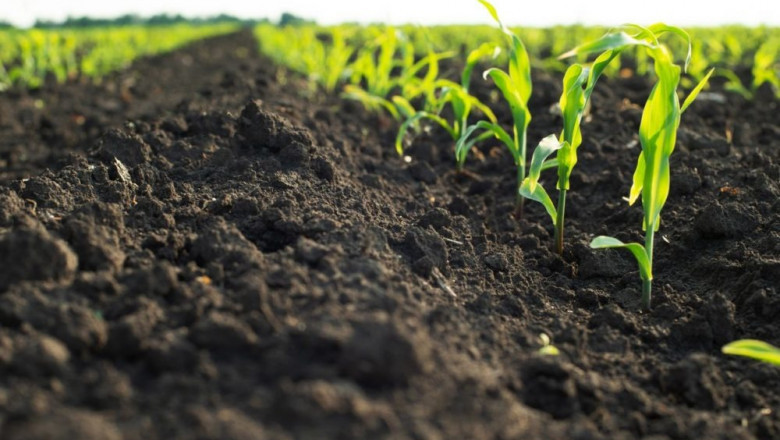 Report on Biofertilizer Manufacturing Plant with Cost Analysis and Requirements