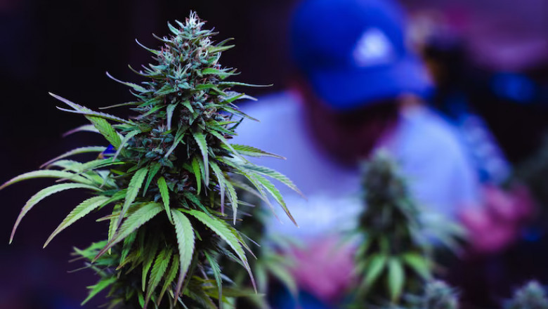 Buy THCa Flower Online: Experience Freshness and Potency with HMP Store