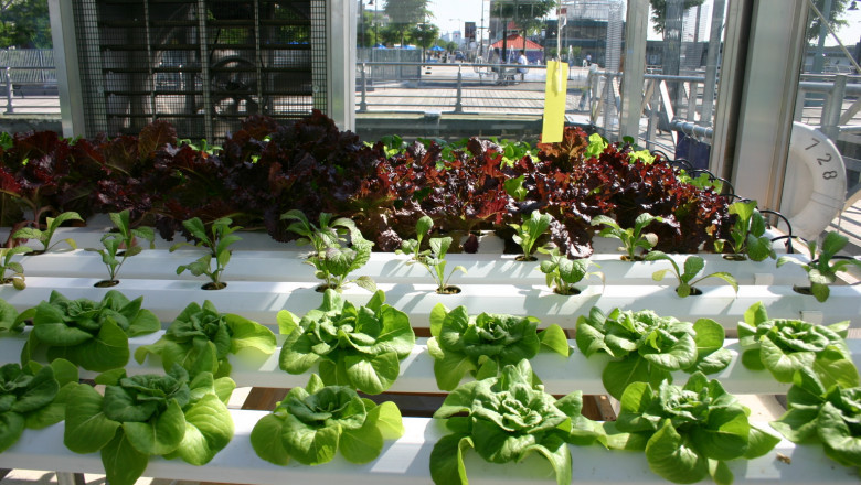Hydroponics Market in North America: Rising Demand for Locally Grown Produce