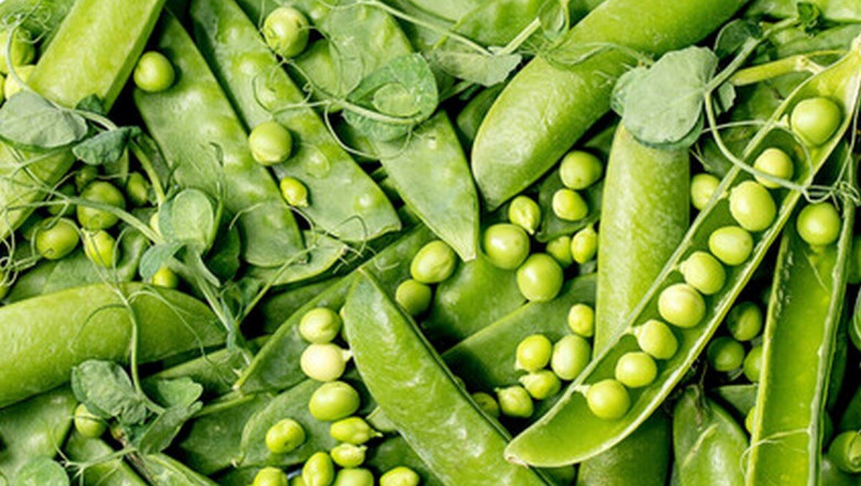 Pea Fiber Market Set for Robust Growth Amid Rising Demand for Clean-Label Products