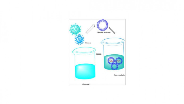 Biosurfactants: Nature's Green Surface-Active Molecules