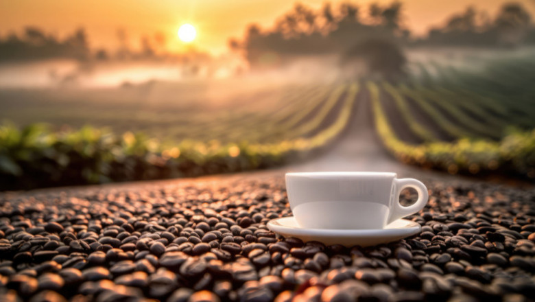 Green Coffee Market Size, Share, Growth, Key Drivers, 2032