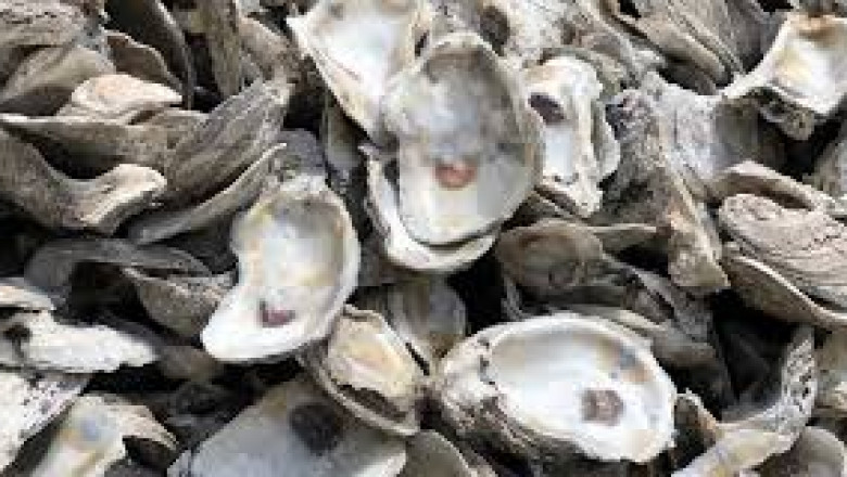 Oyster Shell Calcium Market Impacting Factors: Key Drivers, Constraints, and Influencers