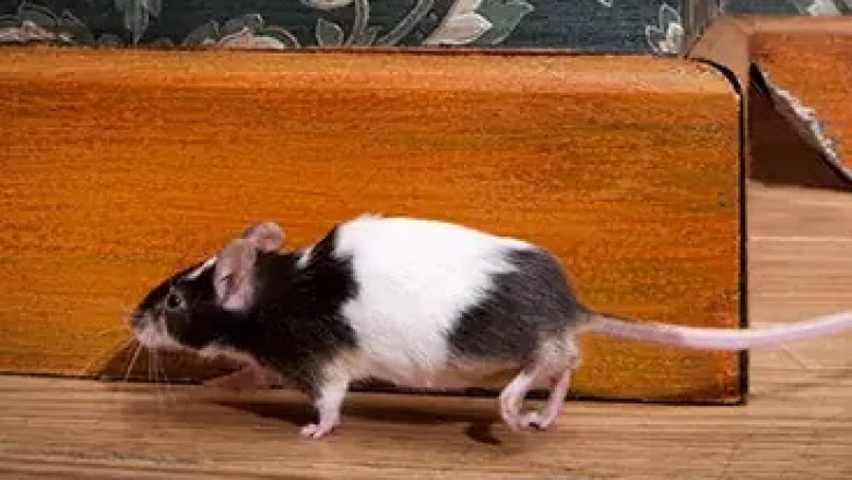 Affordable Rodent Pest Control Services Near You Today