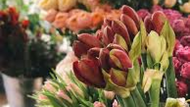 Christchurch City Flower – Celebrate Love with Valentine’s Day Flowers in Christchurch