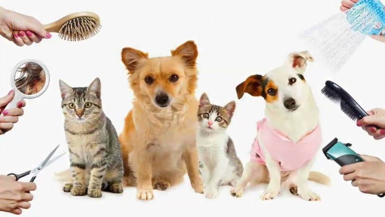 Global Mobile Pet Care Market to Grow Rapidly on Rising At-Home Grooming