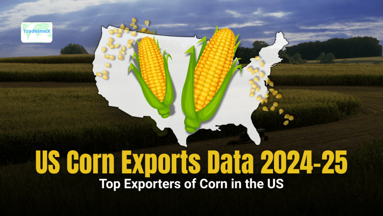 US Corn Exports 2024–25: Top Corn Exporters and Global Market Insights