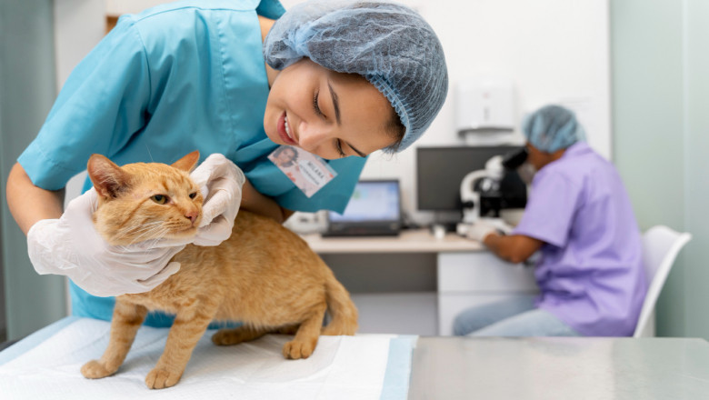 The Growing Popularity of Pet Grooming in Qatar