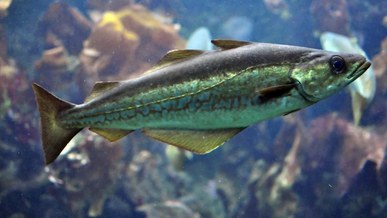 Wild Pollock Market Poised for Growth with Focus on Omega-3 Rich and Lean Protein Products